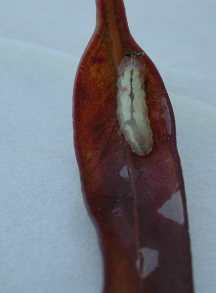 Larva M. auricollis.jpg